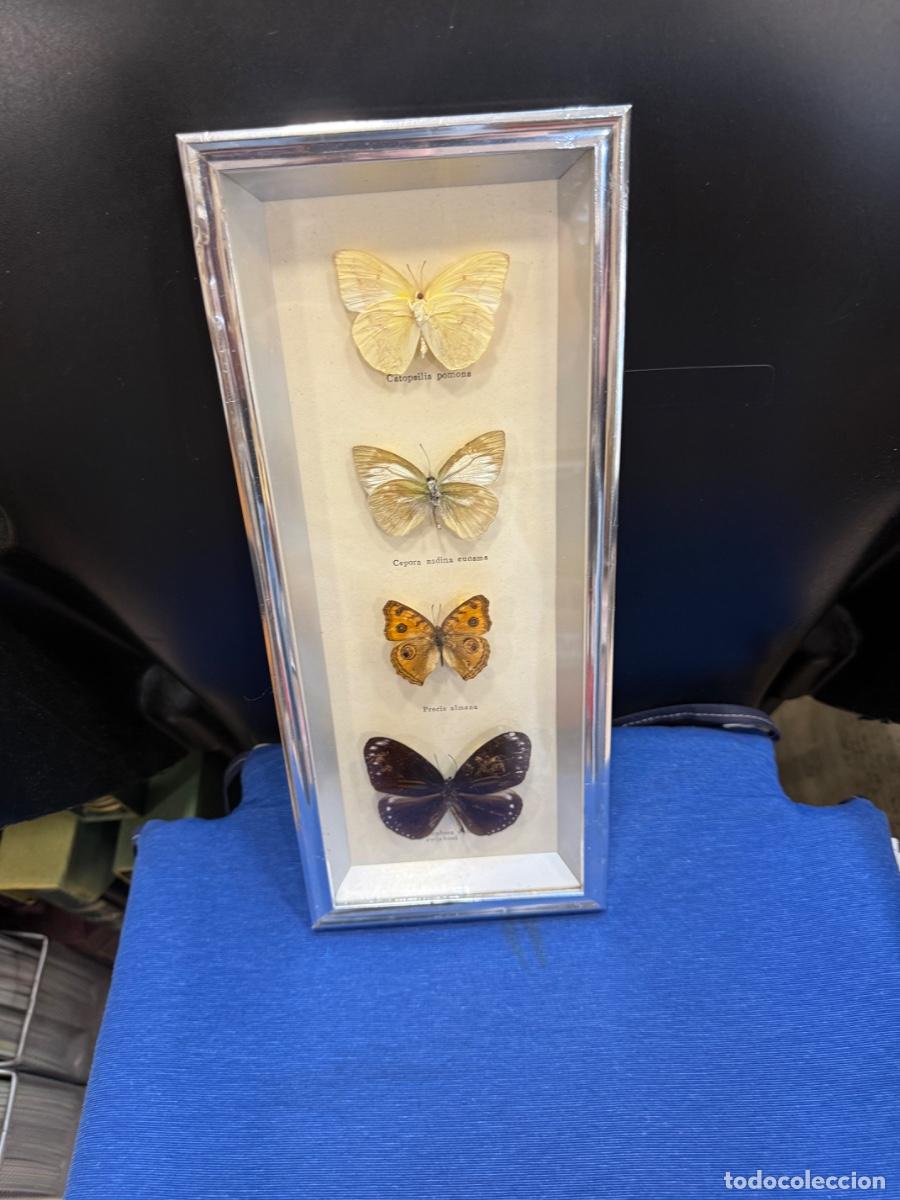 Antig&uuml;edades: Bonito cuadro con mariposas disecadas