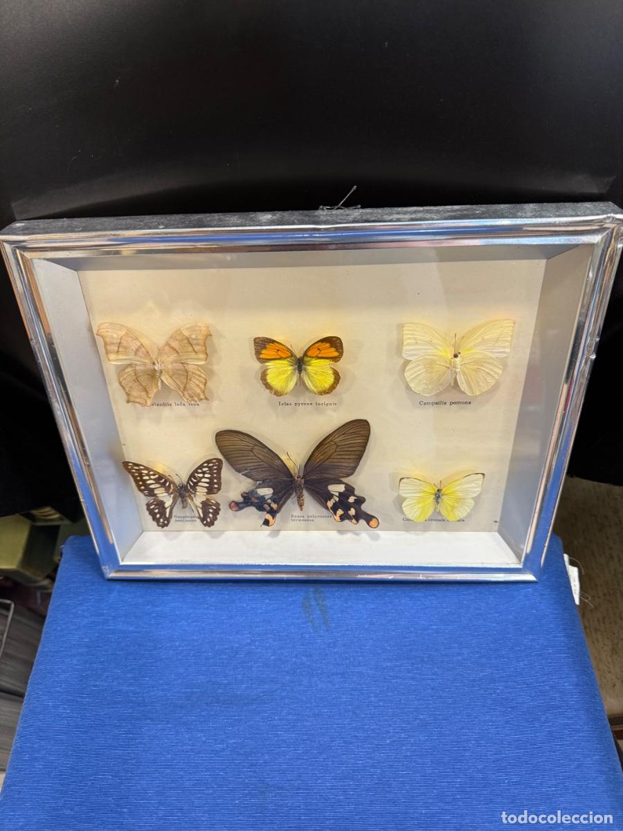 Antig&uuml;edades: Bonito cuadro con mariposas disecadas
