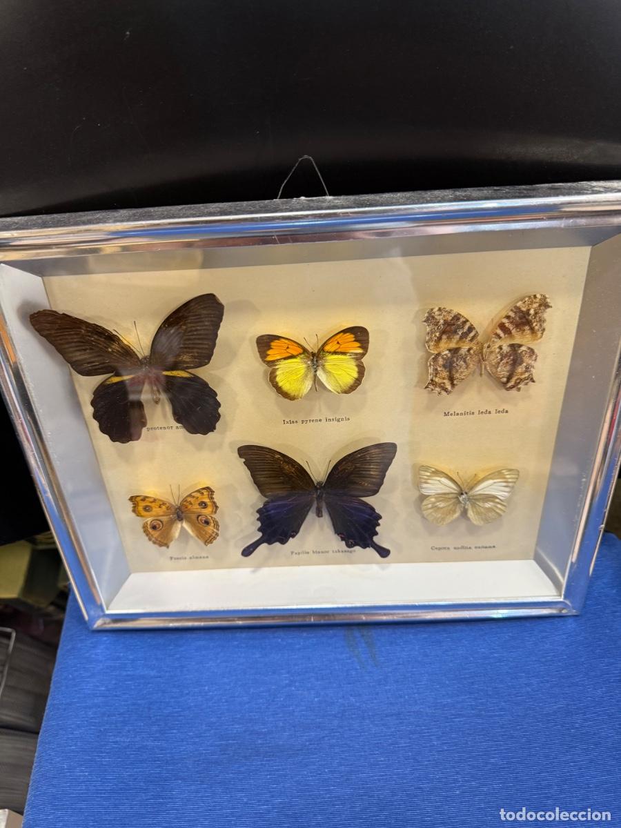 Antig&uuml;edades: Bonito cuadro con mariposas disecadas