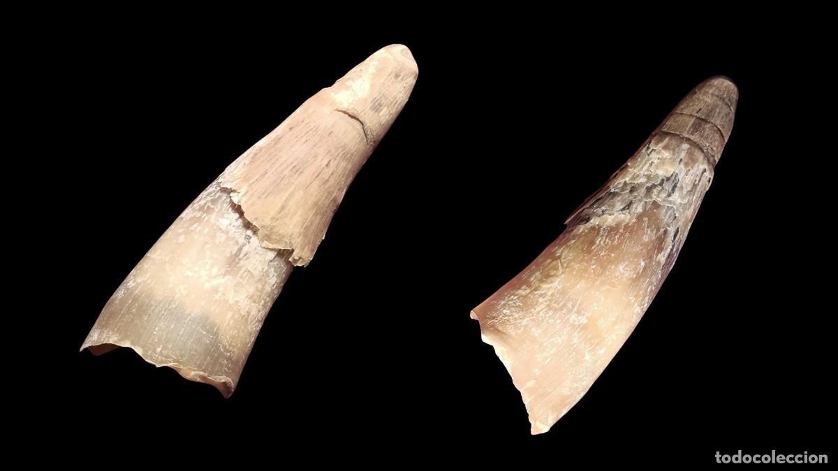 Antig&uuml;edades: CUERNO DE VACA NATURAL - TRADICI&Oacute;N APOTROPAICA ANTIOF&Iacute;DICA - ETNOGRAF&Iacute;A RURAL ESPA&Ntilde;OLA - PIEZA &Uacute;NICA