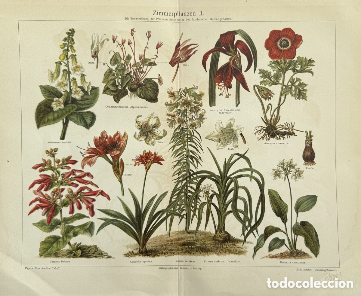 Antig&uuml;edades: Pareja de cromolitograf&iacute;as bot&aacute;nicas ca 1900