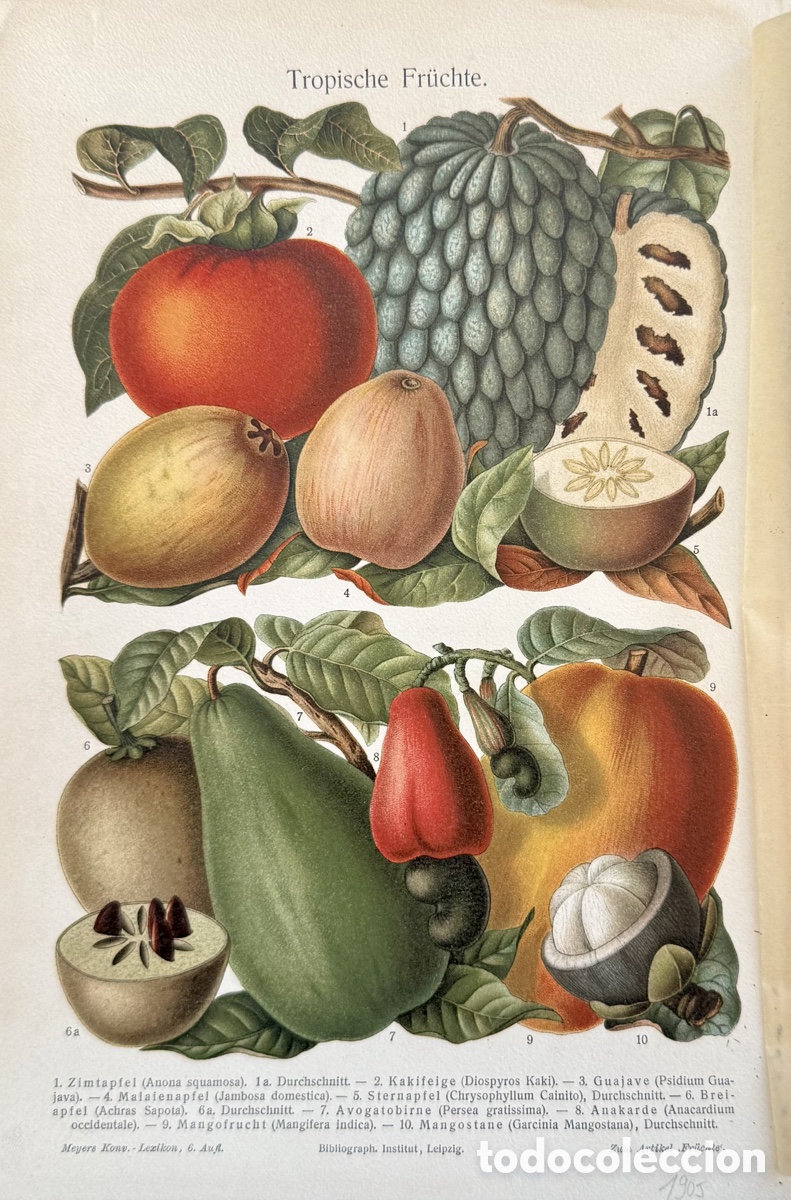 Antig&uuml;edades: Cromolitograf&iacute;a bot&aacute;nica frutos ex&oacute;ticos. Ca 1900