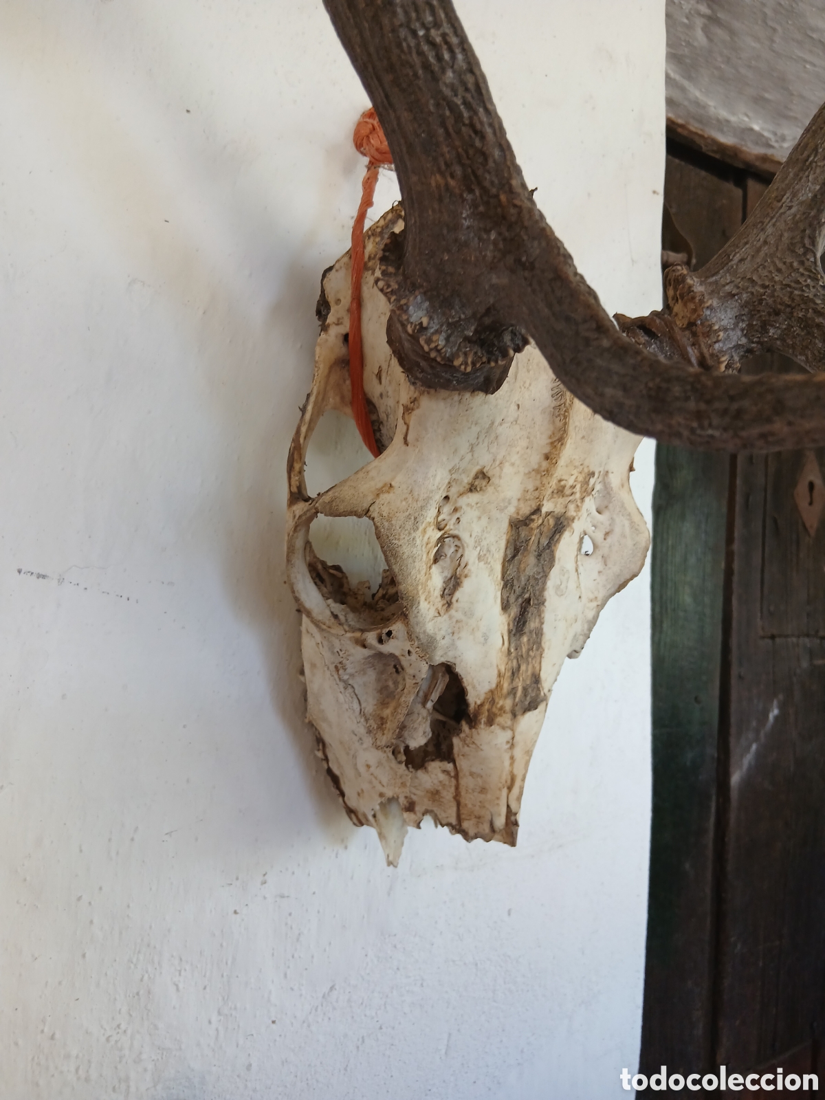 Antig&uuml;edades: Cabeza trofeo de caza cuernos asta - Foto 2