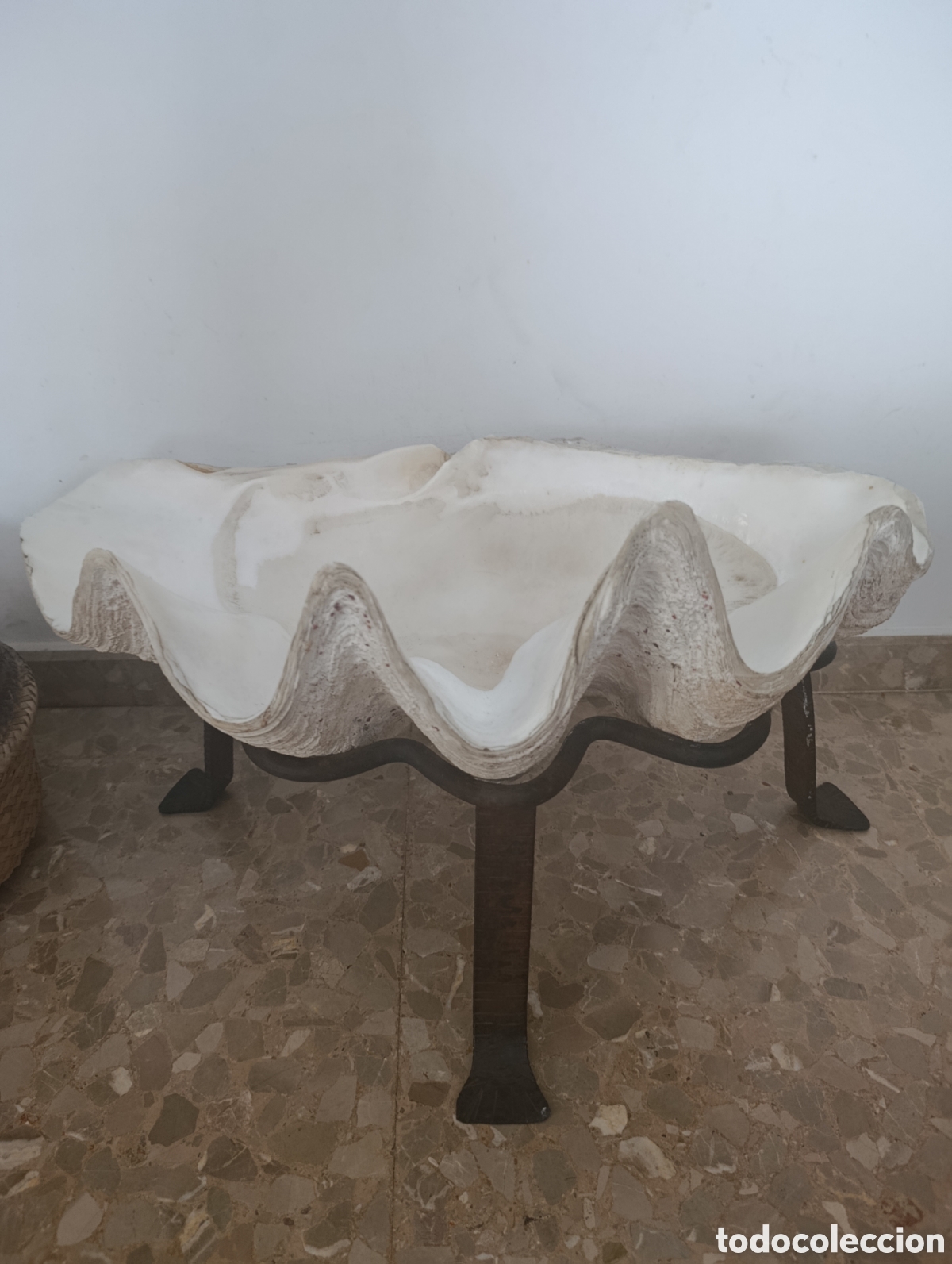 Antig&uuml;edades: Espectacular Concha de Almeja Gigante (Tridacna Gigas) Natural de 71 cm con Base de Forja Artesanal