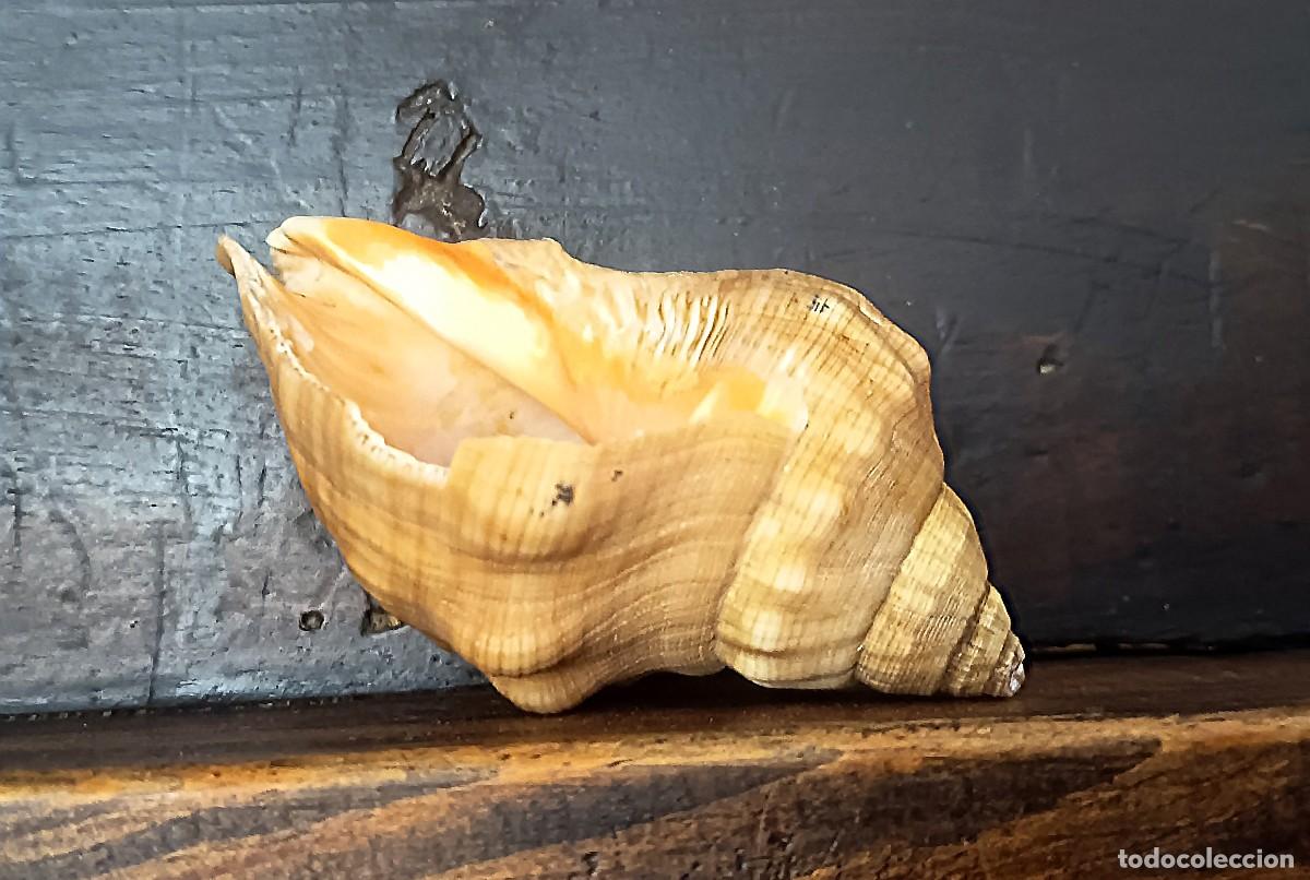 Antig&uuml;edades: Peque&ntilde;a caracola marina , 10 cm.