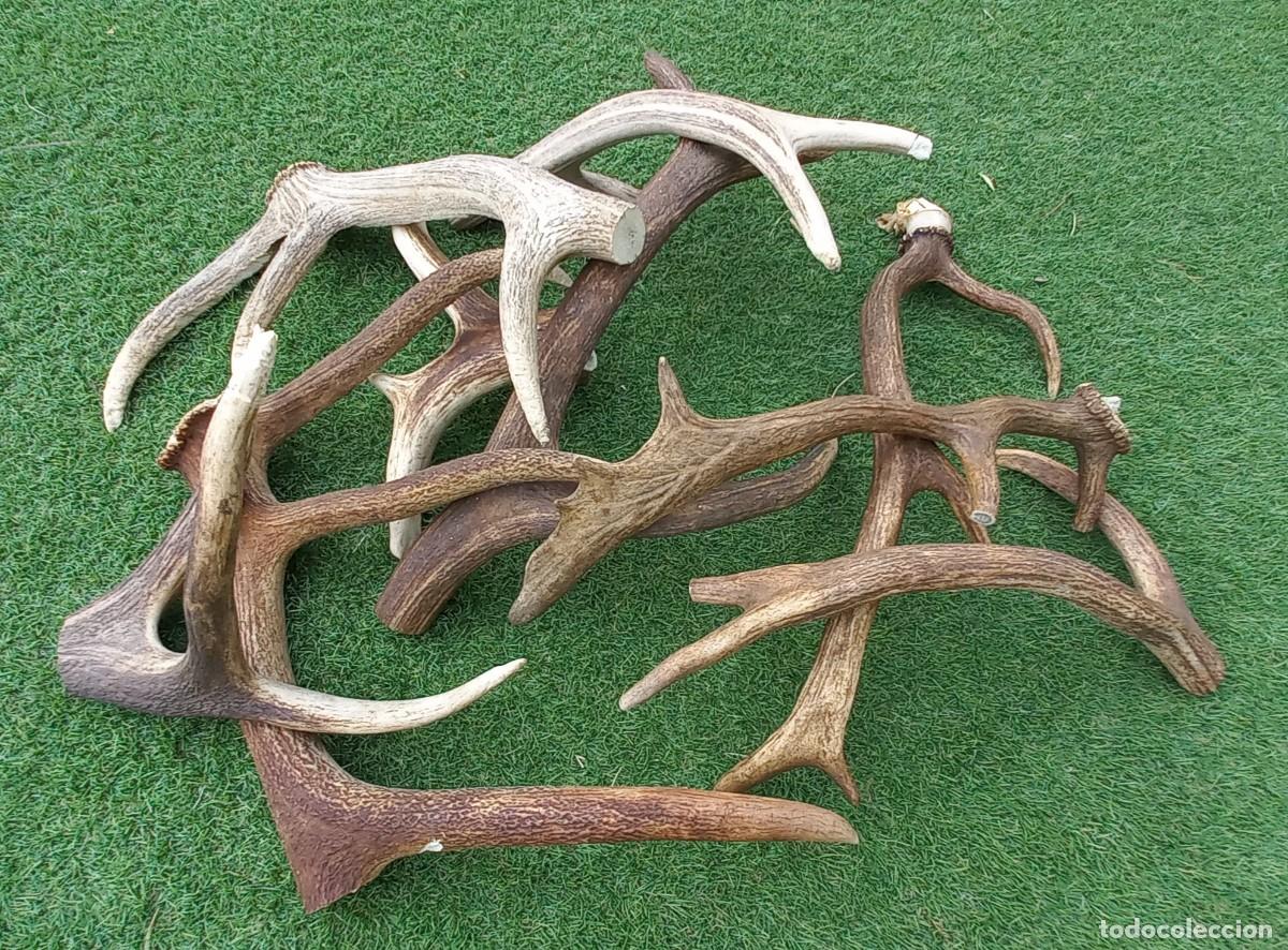 Antig&uuml;edades: LOTE CUERNAS , ASTAS DE VENADO