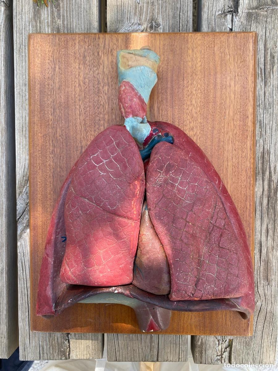 Antig&uuml;edades: Modelo anat&oacute;mico pulmones coraz&oacute;n anatom&iacute;a sobre tabla 40x30cms