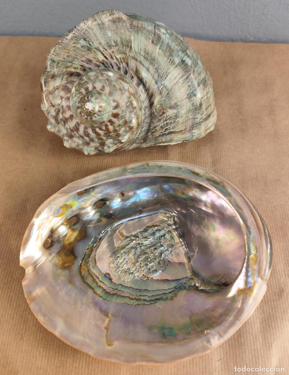 Antig&uuml;edades: Conjunto de caracola y concha de n&aacute;car &ndash; decoraci&oacute;n marina natural