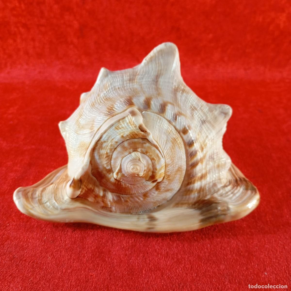 Antig&uuml;edades: CARACOLA MARINA - CARACOL MARINO - GRANDES DIMENSIONES - 17 X 17 X 11 CM