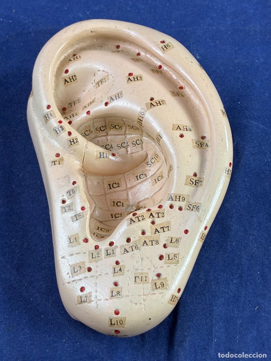 Antig&uuml;edades: Oreja auriculoterapia acupuntura resina 12 cm Buen estado. Salud.