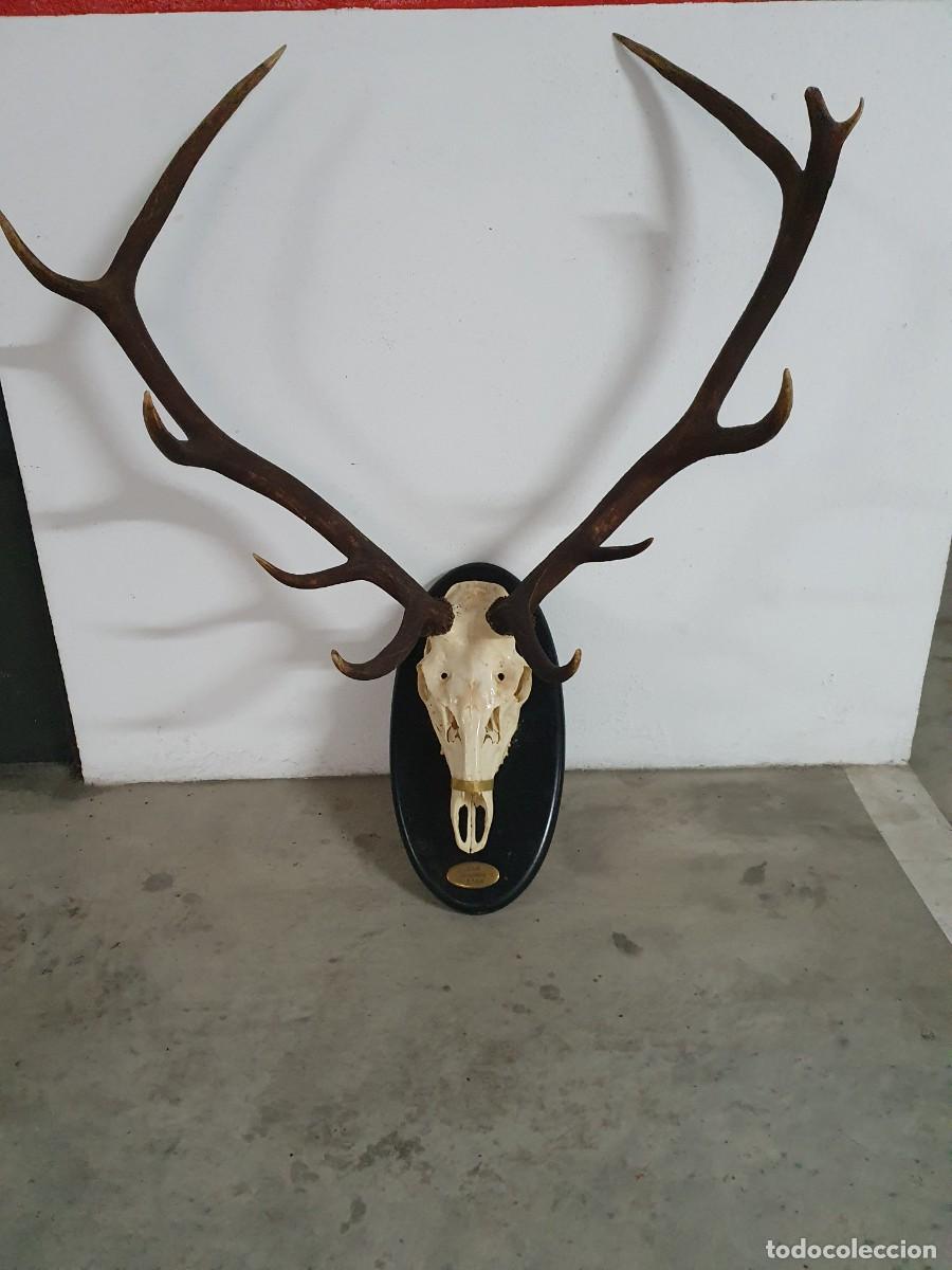 Antig&uuml;edades: Trofeo de caza abatido en monter&iacute;a. Cuerna de caza-venado.