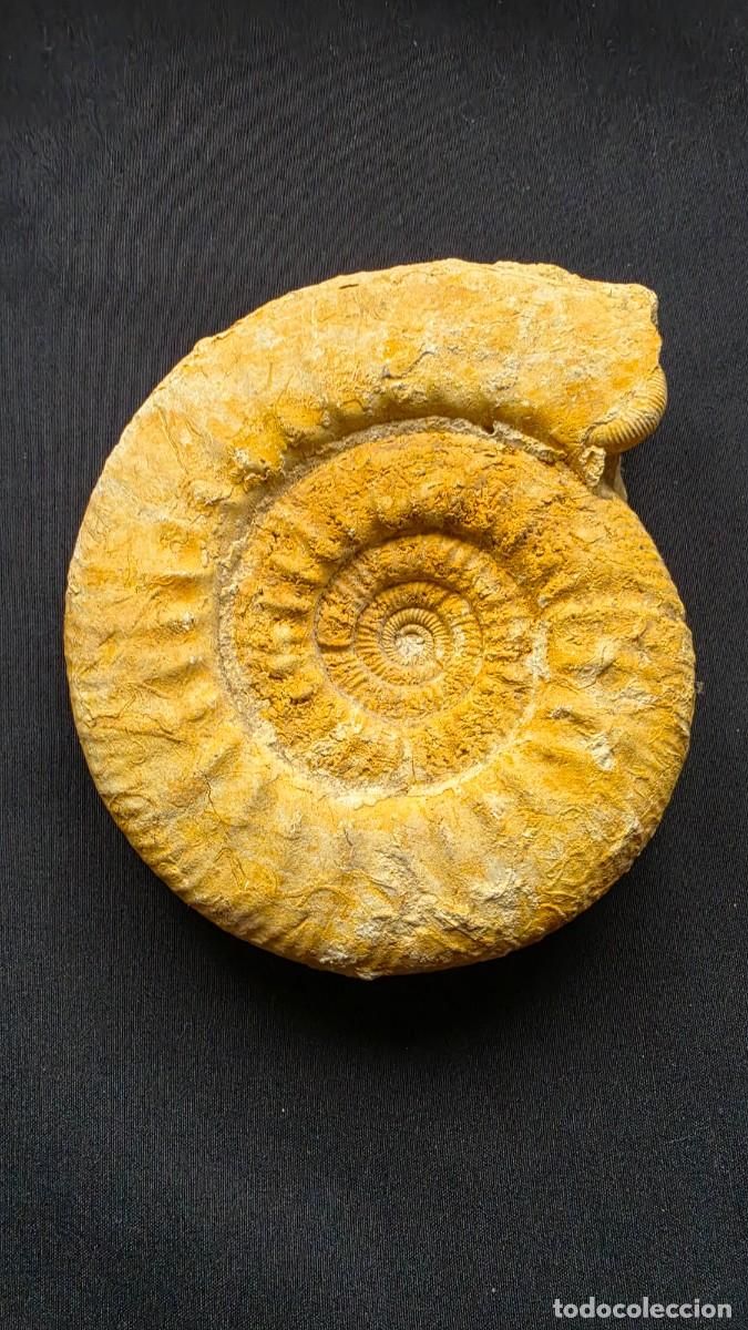 Antig&uuml;edades: Gran F&oacute;sil de Ammonite Genuino (17x15 cm) Impresionante Conservaci&oacute;n Natural Peri&oacute;do o Era Mesozoic