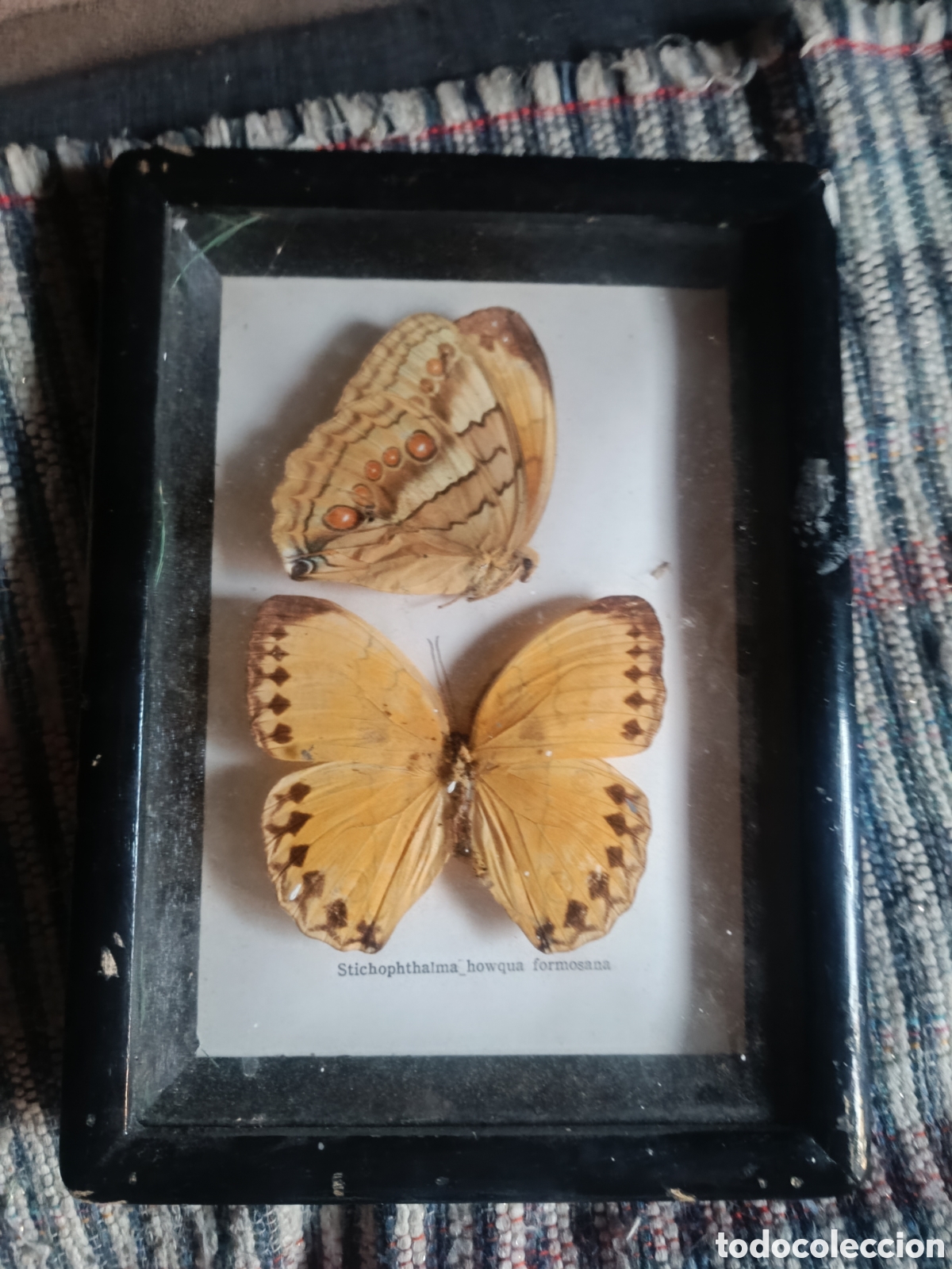 Antig&uuml;edades: dos ejemplares de la mariposa Stichophthalma howqua formosana