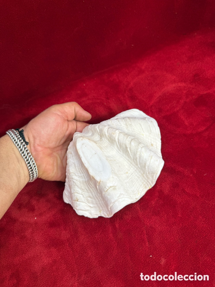 Antig&uuml;edades: Antigua y gran almeja Tridacna!Mide 18,5 cm anchura!