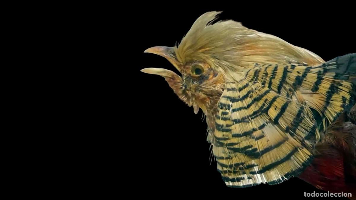 Antiquit&eacute;s: TROFEO DE CAZA - FAIS&Aacute;N DORADO MACHO (Chrysolophus pictus) TAXIDERMIA - A&Ntilde;OS 30/40