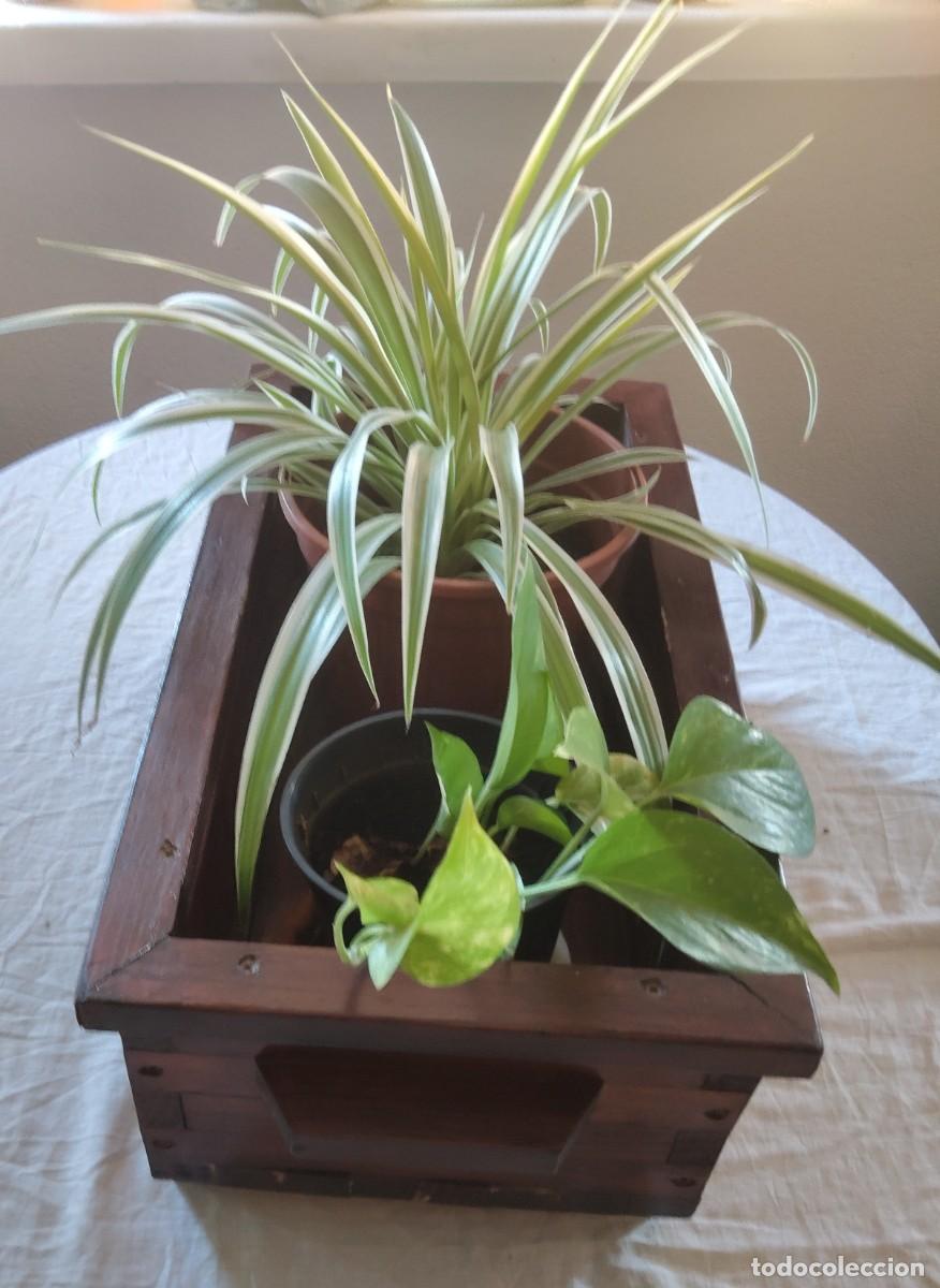 Antig&uuml;edades: Macetero mueble jardinera - Foto 1