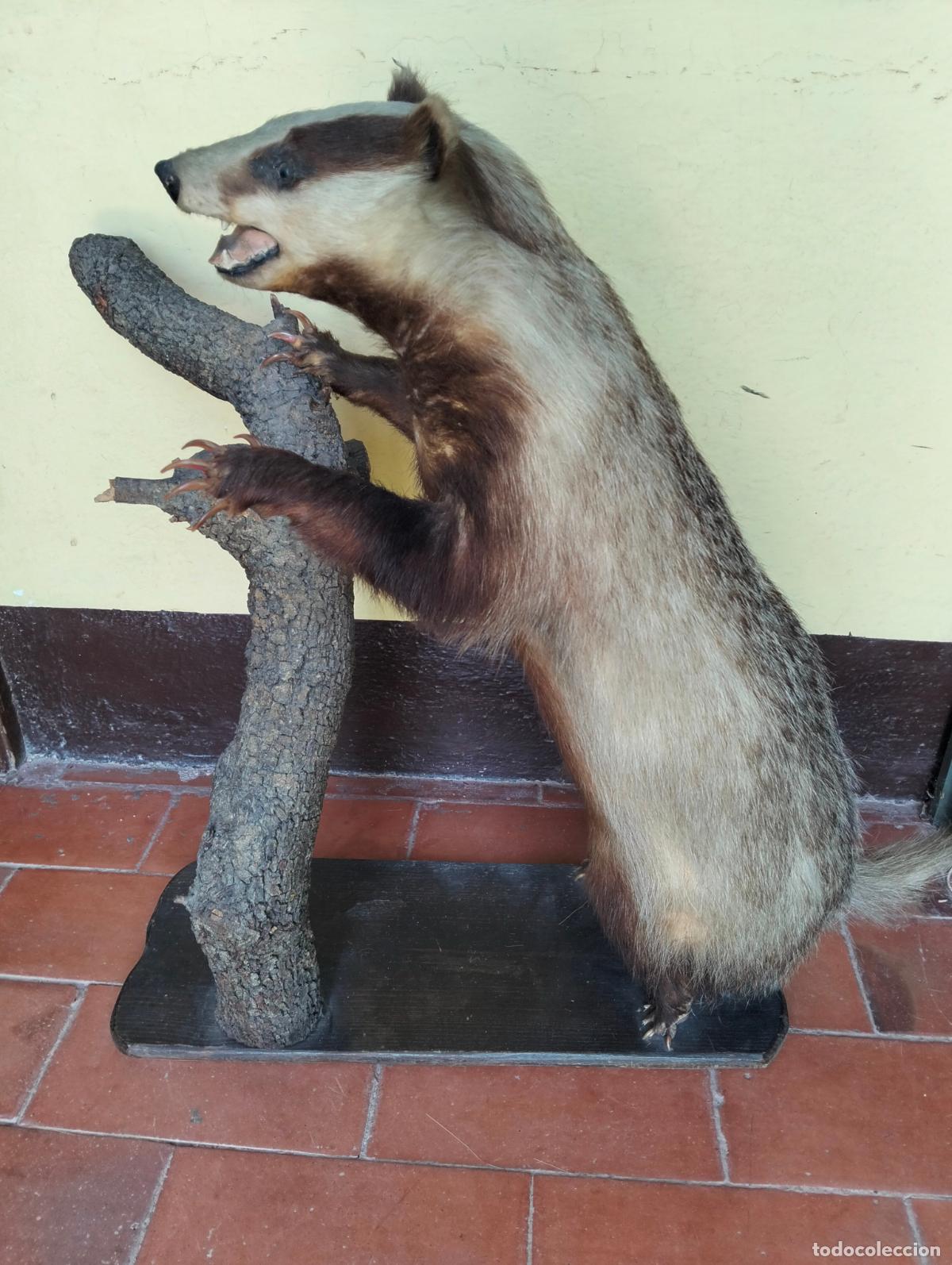 Antig&uuml;edades: Antiguo tej&oacute;n disecado figura escultura de taxidermia decorativa circa a&ntilde;os 50-60