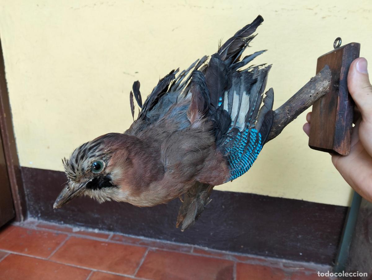 Antig&uuml;edades: ANTIGUO P&Aacute;JARO DISECADO AVE JAY EUROPEO - TAXIDERMIA ANIMAL CON PEANA DE MADERA Y SOPORTE A&Ntilde;OS 70-80