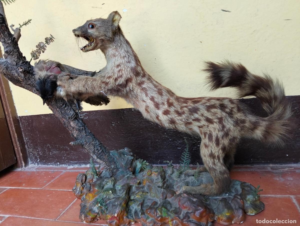 Antig&uuml;edades: Antigua gineta jineta disecada con p&aacute;jaro figura escultura de taxidermia decorativa circa a&ntilde;os 60-70