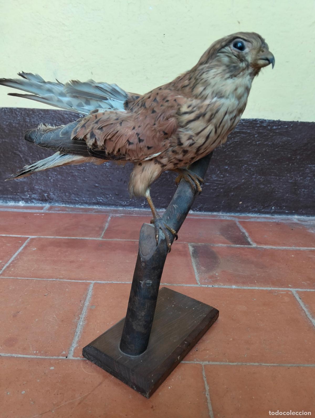 Antig&uuml;edades: Antiguo cern&iacute;calo vulgar ave disecada p&aacute;jaro figura escultura taxidermia decorativa circa a&ntilde;os 60