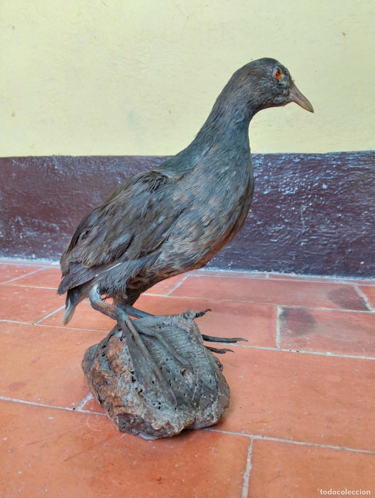 Antig&uuml;edades: Antigua gallinula chloropus ave disecada p&aacute;jaro figura escultura taxidermia decorativa circa a&ntilde;os 50