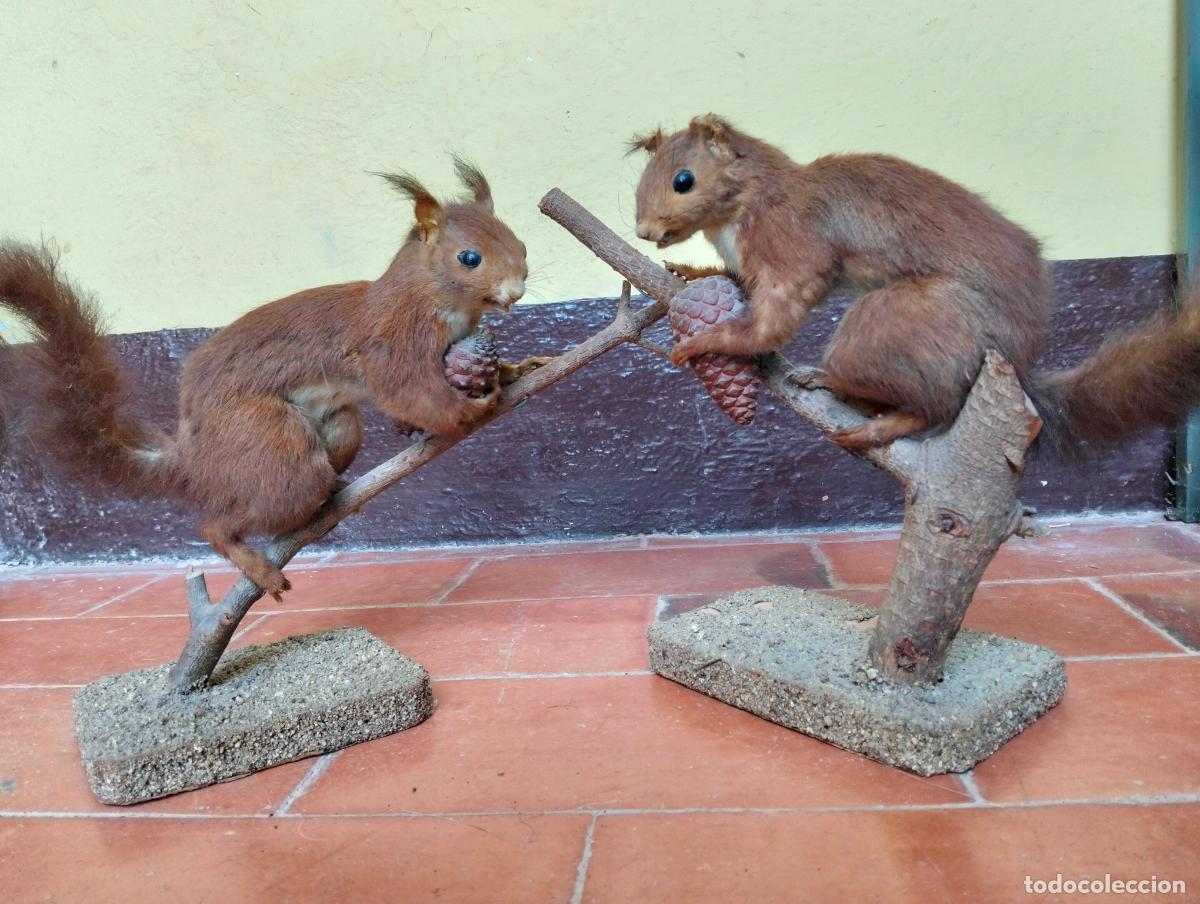 Antig&uuml;edades: Antiguas ardillas disecadas pareja figura escultura de taxidermia decorativa circa a&ntilde;os 60-70