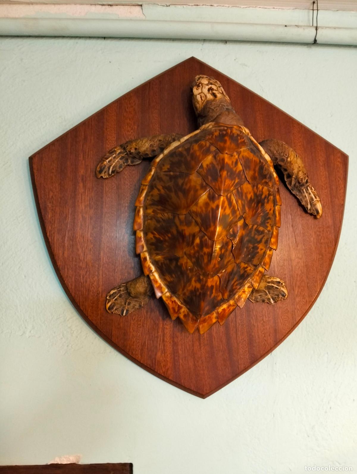 Antig&uuml;edades: Antigua tortuga disecada figura escultura de taxidermia decorativa circa a&ntilde;os 60-70