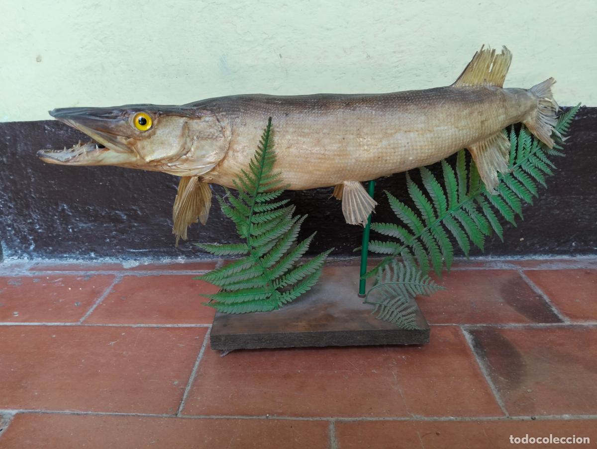 Antig&uuml;edades: Antiguo pez lucio pescado disecado figura escultura de taxidermia decorativa circa a&ntilde;os 60-70