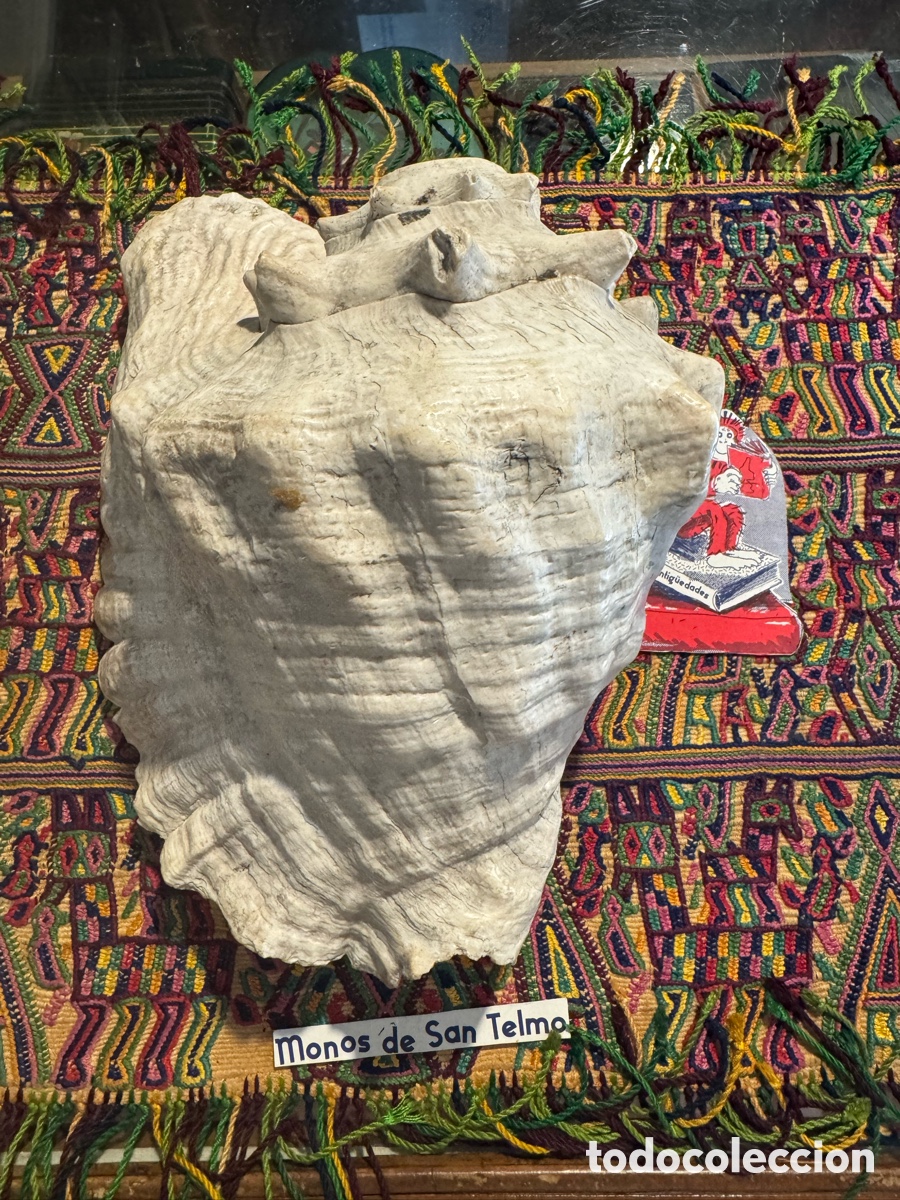 Antig&uuml;edades: Caracola reina gigante Strombus gigas