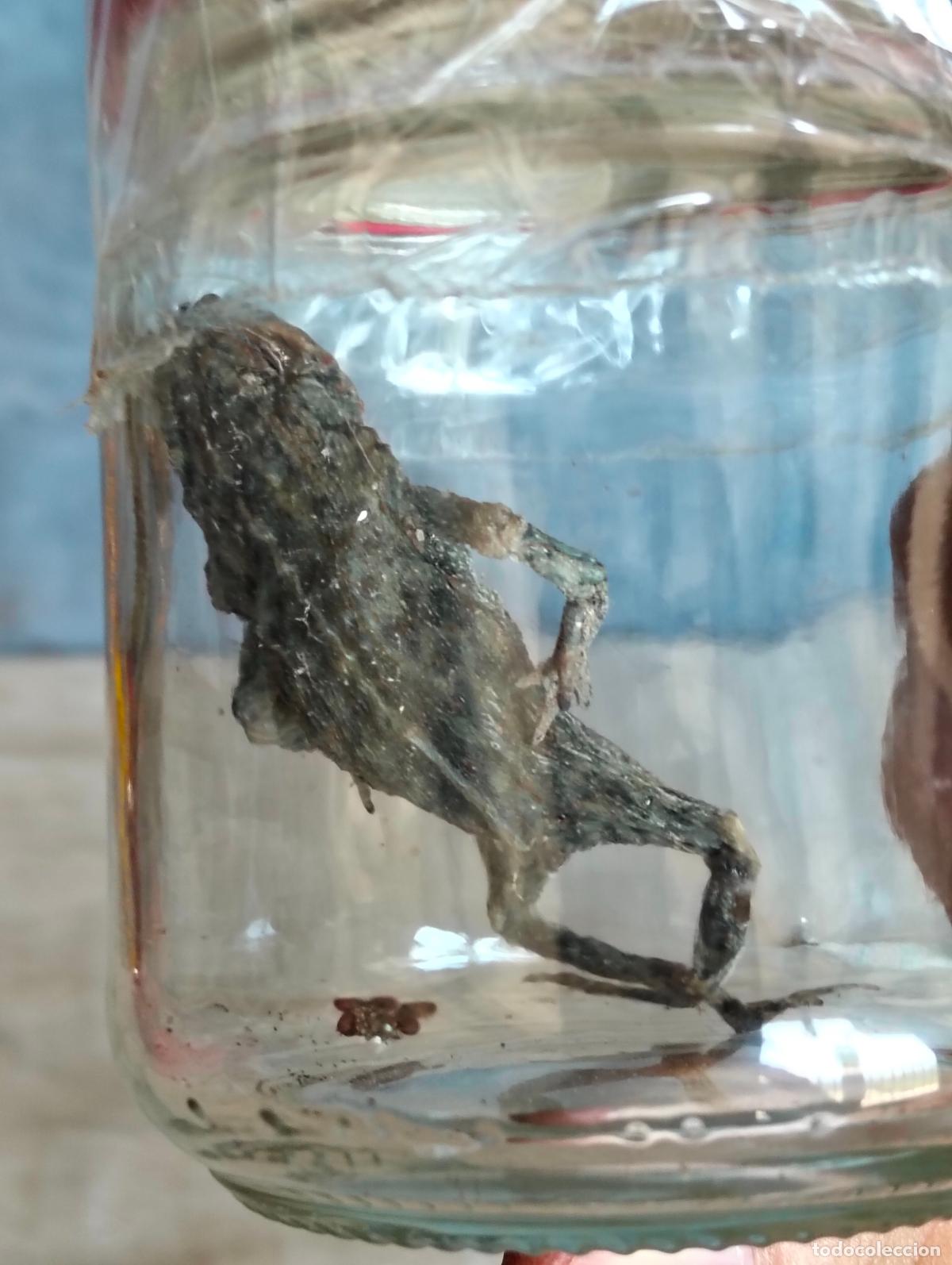 Antiguidades: Rana sapo seco o disecado viejo en bote de cristal con insectos