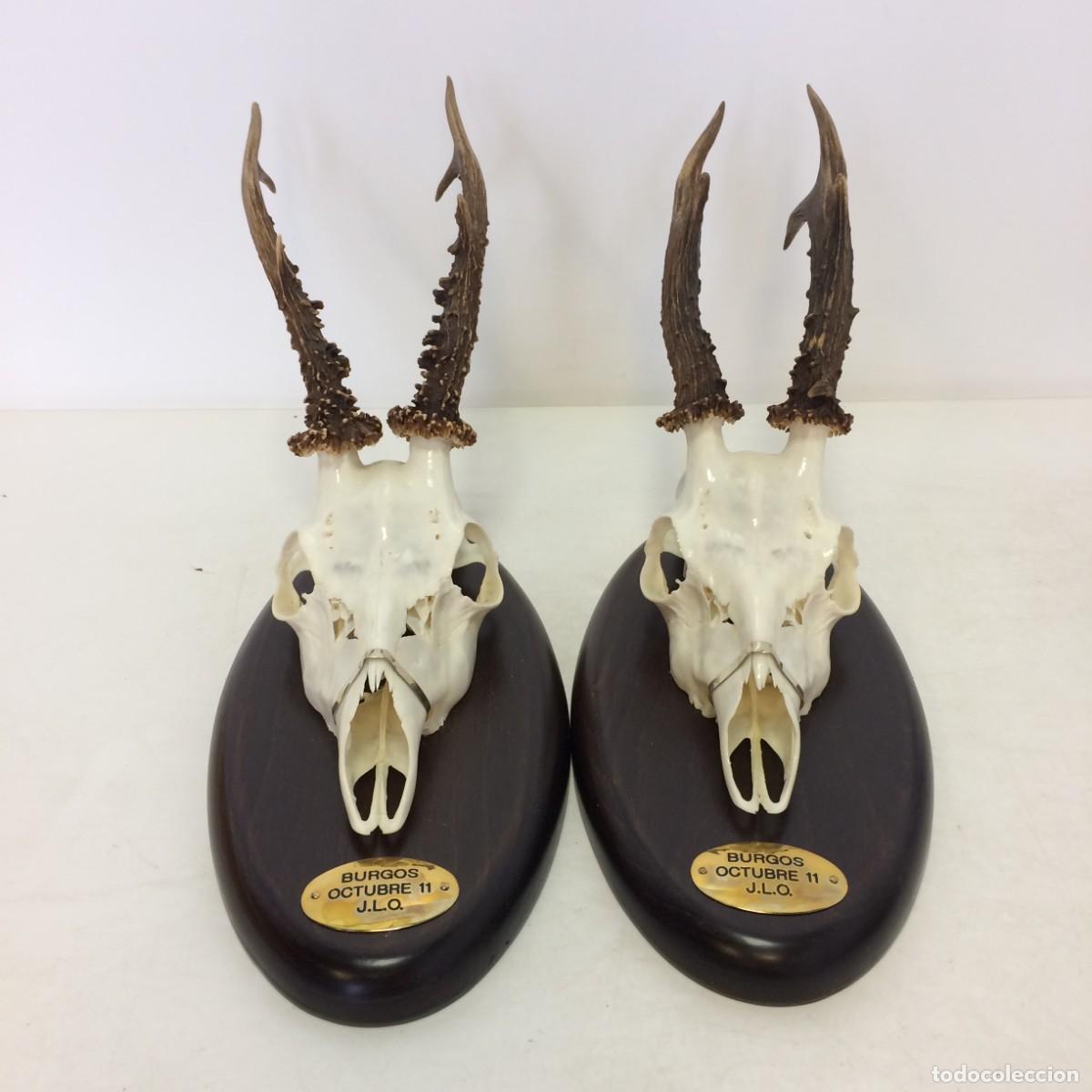 Antiguidades: Caza: Lote de 2 Trofeos de Caza - Corzo - Burgos, Octubre 11 - Pulidos y en Madera