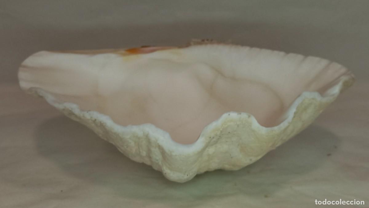Antig&uuml;edades: GRAN CONCHA MARINA , CONCHA BAUTISMAL , TRIDACNA - 24 Cm.