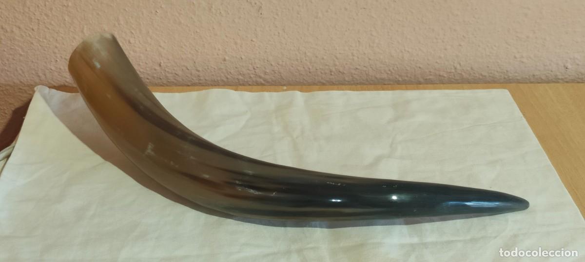 Antig&uuml;edades: Gran cuerno de toro pulido a mano - 51 cm de longitud - Excelente veteado natural