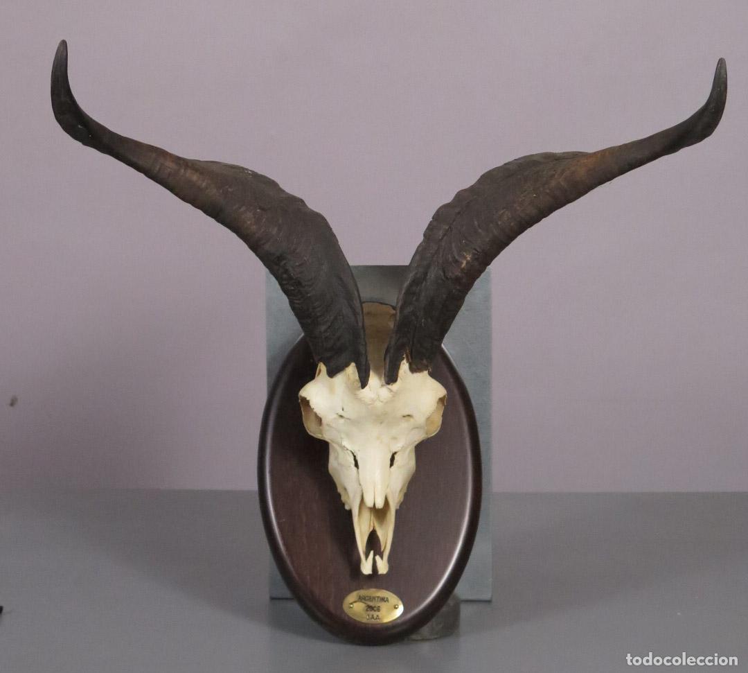 Antig&uuml;edades: CRANEO DE CABRA. TAXIDERMIA.
