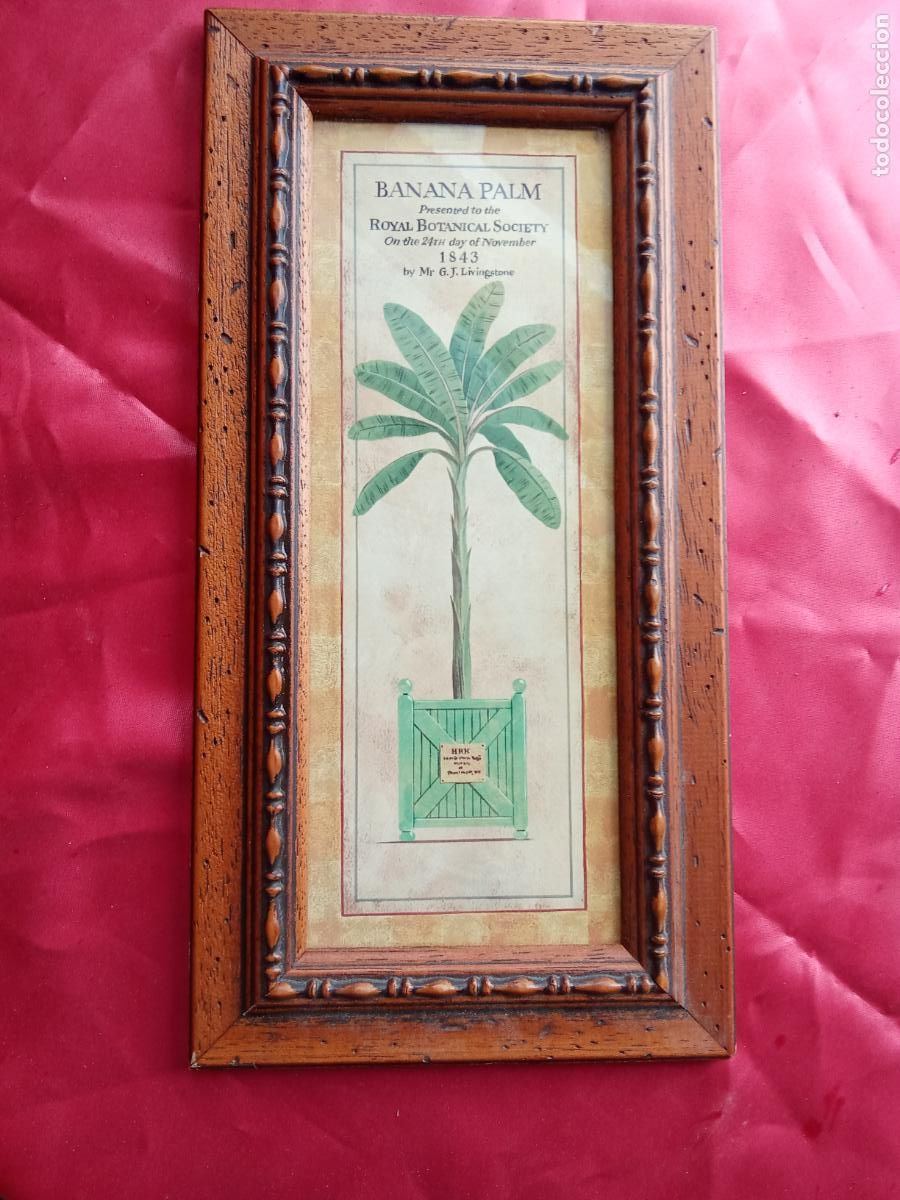 Antig&uuml;edades: Cuadro decorativo palmera Caja. Portafotos