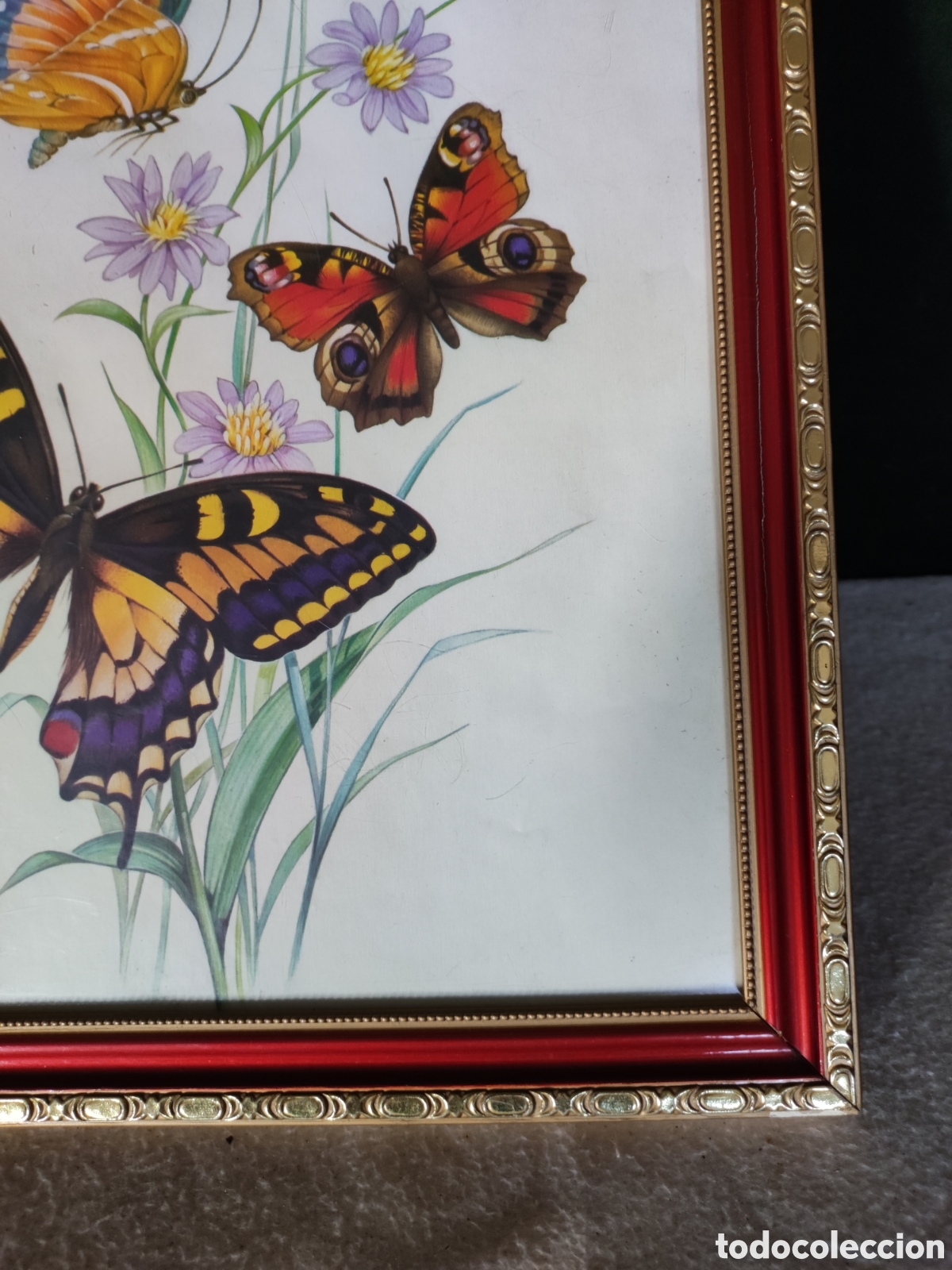 Antig&uuml;edades: Cuadro lamina mariposas - Foto 3
