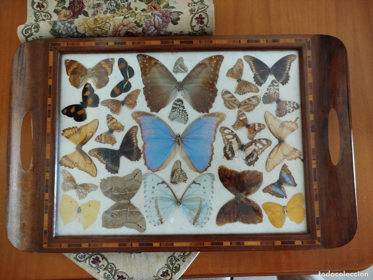 Antig&uuml;edades: Bandeja antigua con mariposas - Foto 1