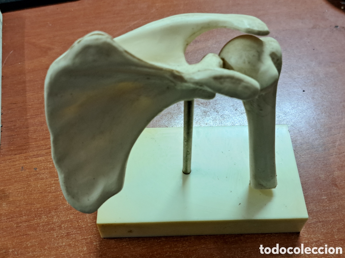 Antig&uuml;edades: Pr&oacute;tesis de cadera y f&eacute;mur de Voltaren Geigy para clinicas