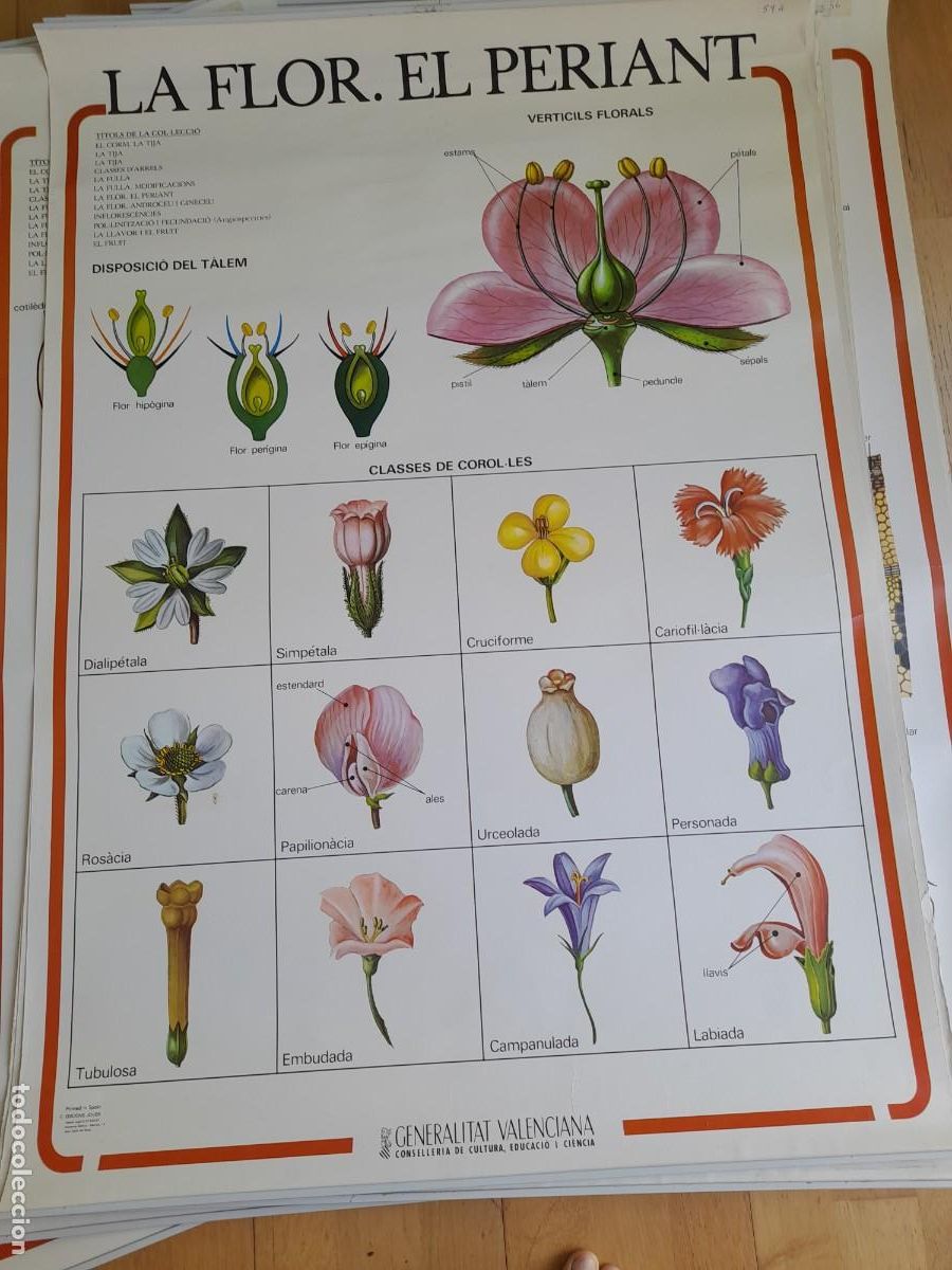 Antig&uuml;edades: 12 l&aacute;minas escolares de botanica, generalitat Valenciana a&ntilde;os 80, 98x69cm aprox