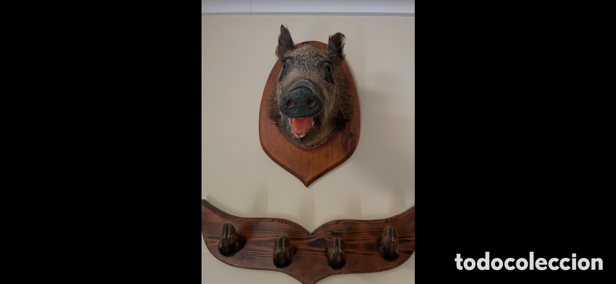 Antiques: Cabeza de jabal&iacute; y seca con percha hecha de las patas del jabal&iacute;