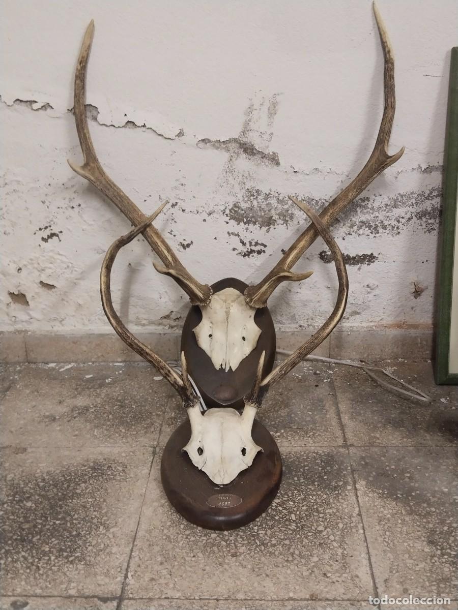 Antig&uuml;edades: 2 trofeos de caza mayor. Ciervo Venado