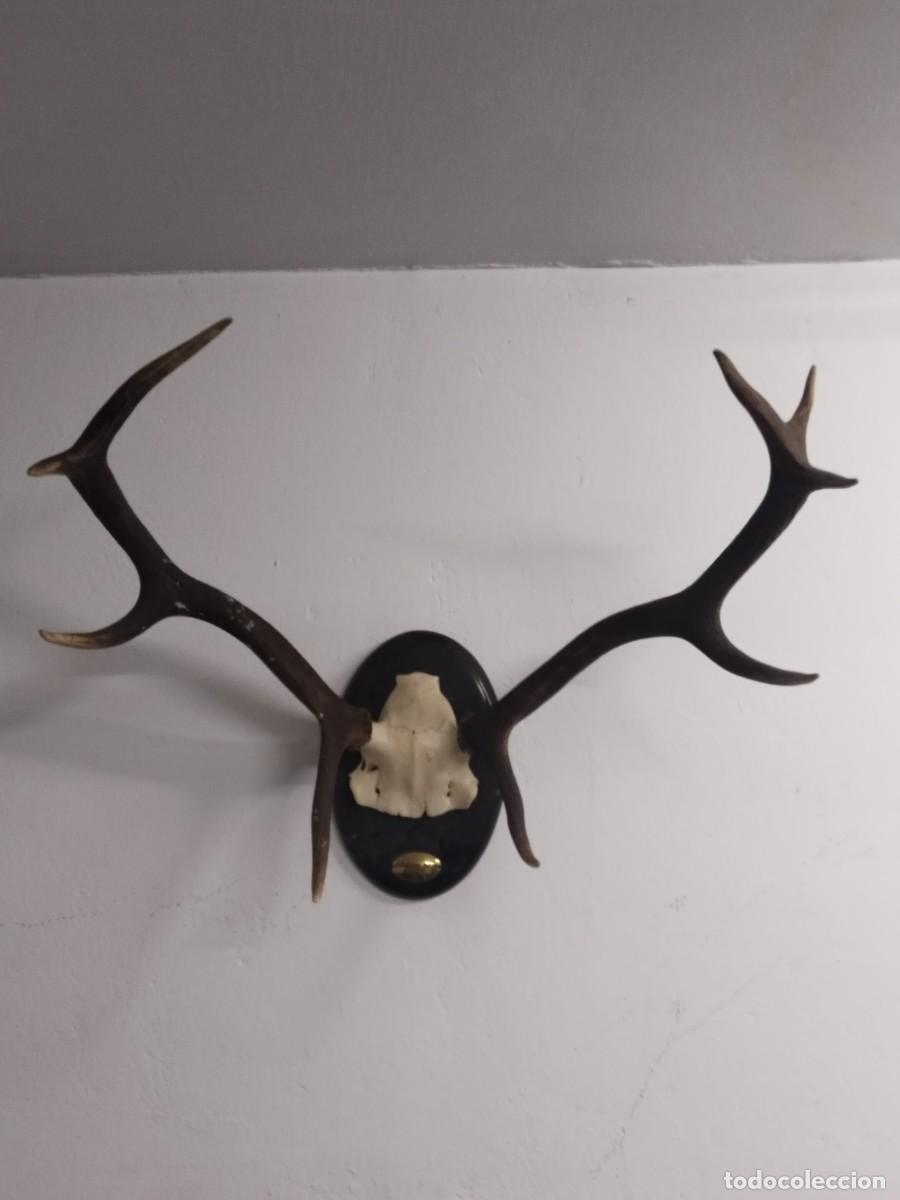 Antig&uuml;edades: Trofeo caza mayor. Ciervo o venado