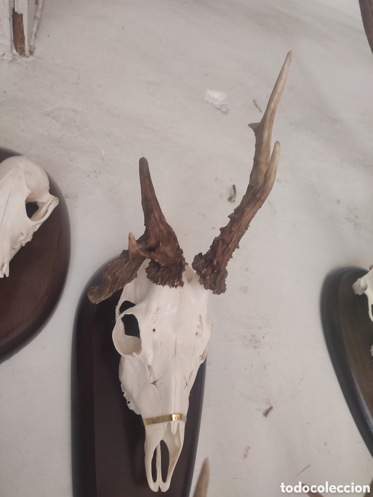 Antiguidades: Corzos raros lote de tres,pulidos madera de haya
