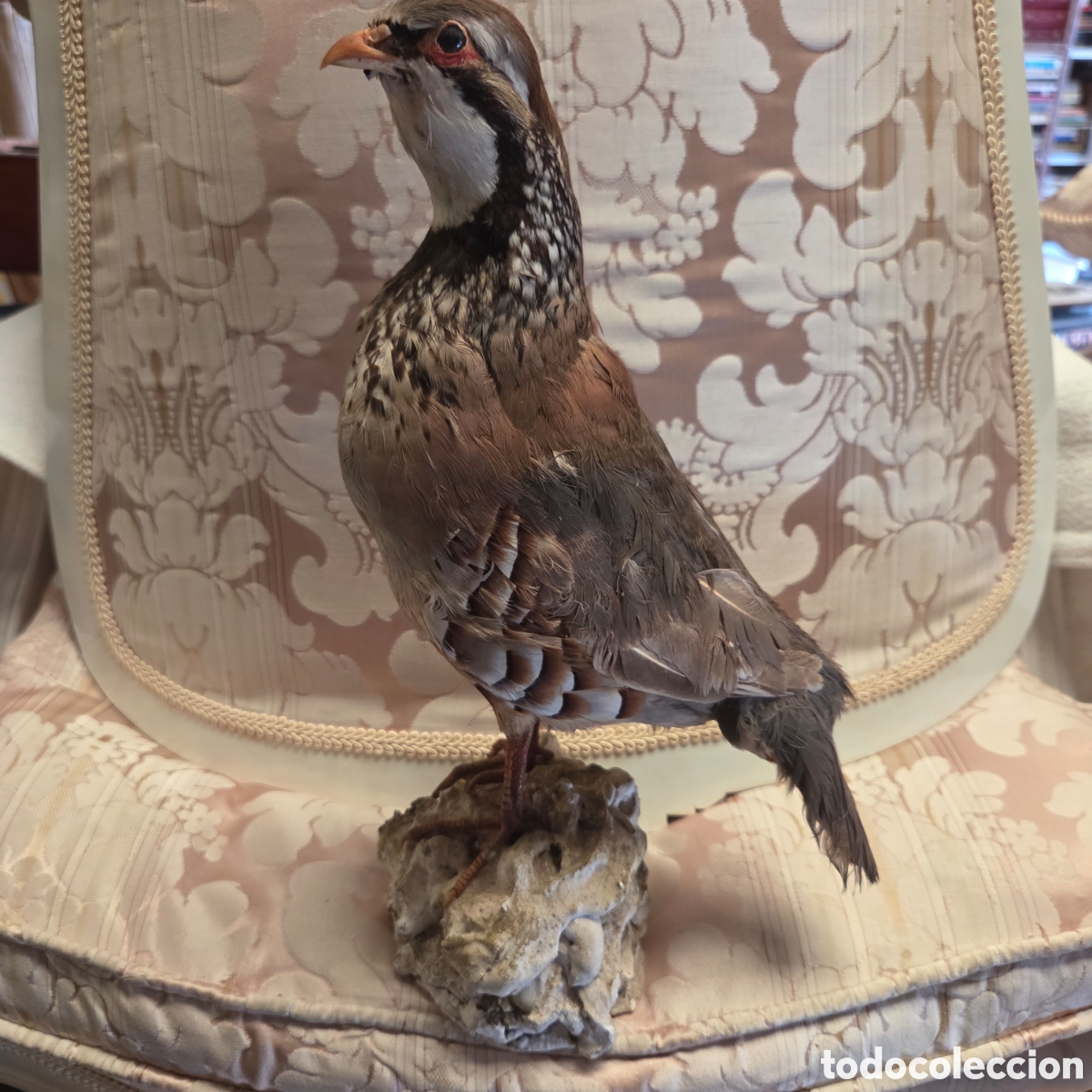 Antig&uuml;edades: figura de taxidermia de una perdiz roja 33 cm con base
