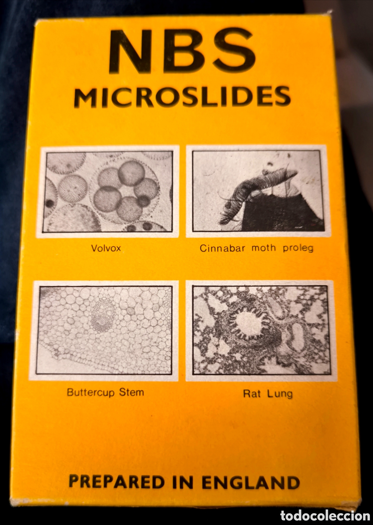 Antig&uuml;edades: CRISTALES PARA MICROSCOPIO ENGLAND