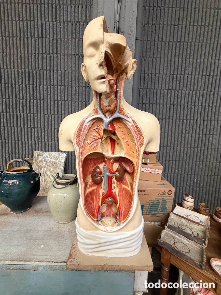 Antig&uuml;edades: Antiguo busto estudio anat&oacute;mico anatom&iacute;a