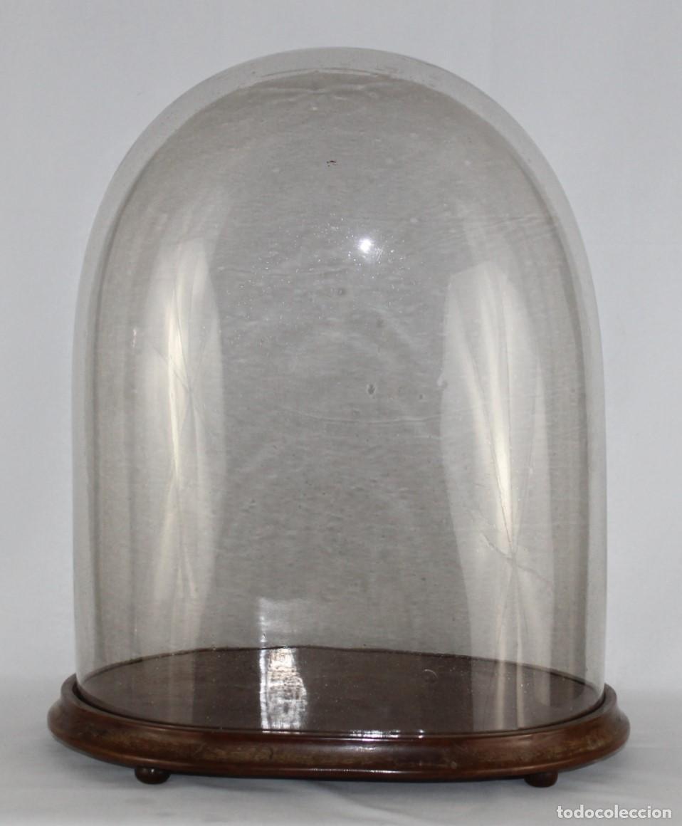Antig&uuml;edades: Fanal, urna o campana de cristal soplado con base de madera. Buen tama&ntilde;o. Siglo XIX
