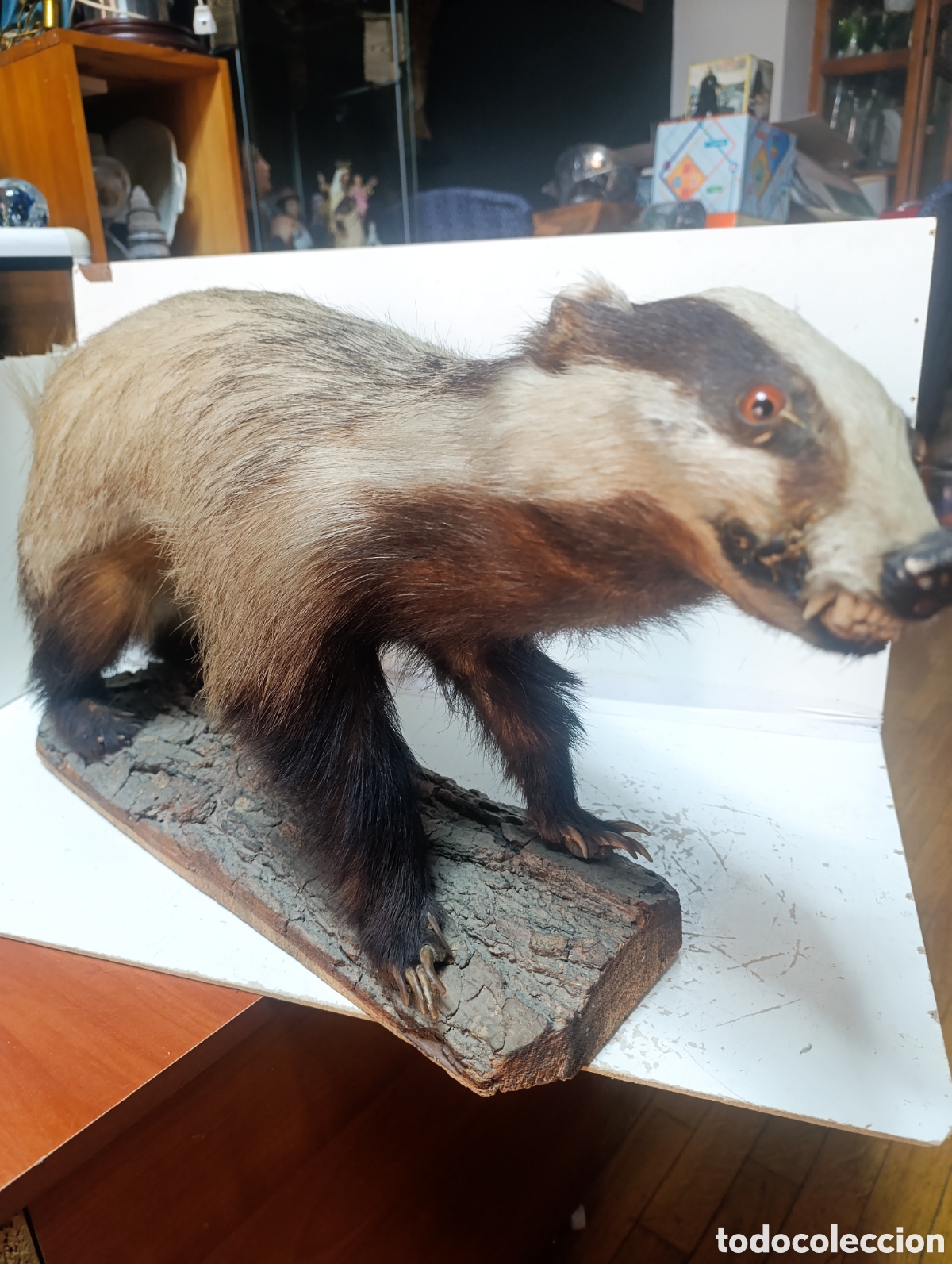 Antig&uuml;edades: Tej&oacute;n de Taxidermia Vintage &ndash; Para Restaurar o Decoraci&oacute;n R&uacute;stica