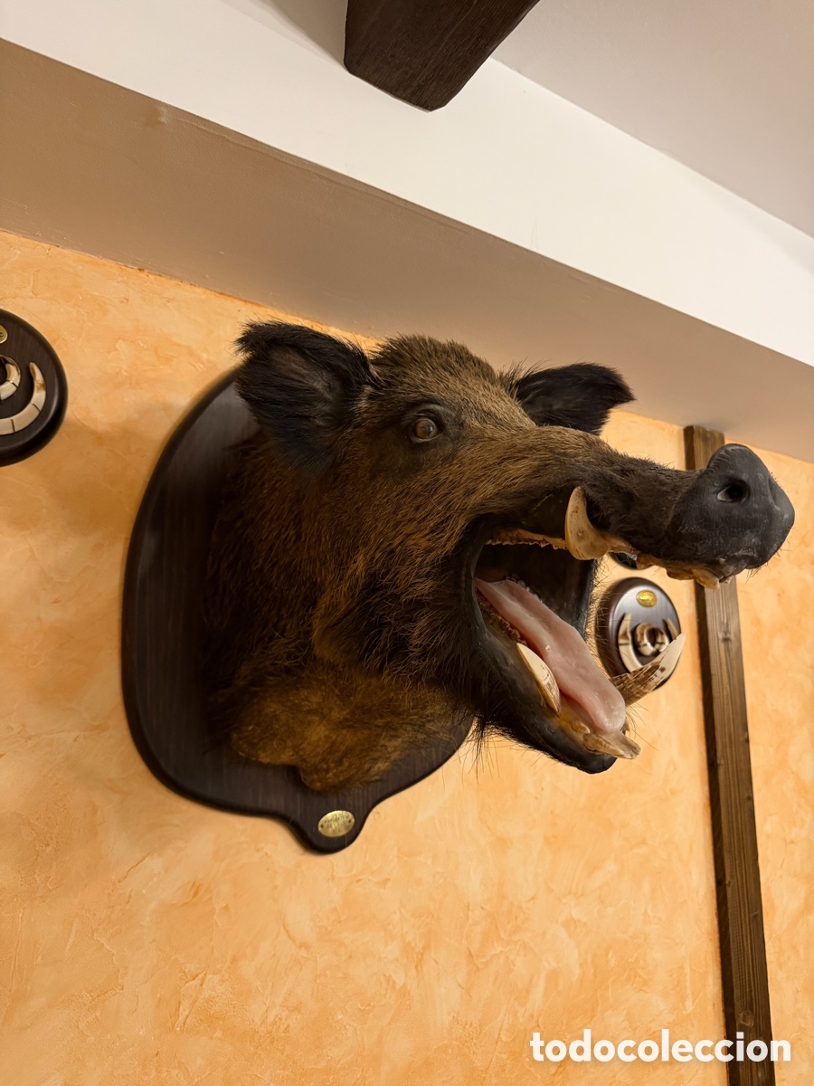 Antig&uuml;edades: CABEZA DE JABAL&Iacute; DE TAXIDERMIA &ndash; TROFEO DE CAZA &ndash; COLMILLOS &ndash; PEANA DE MADERA