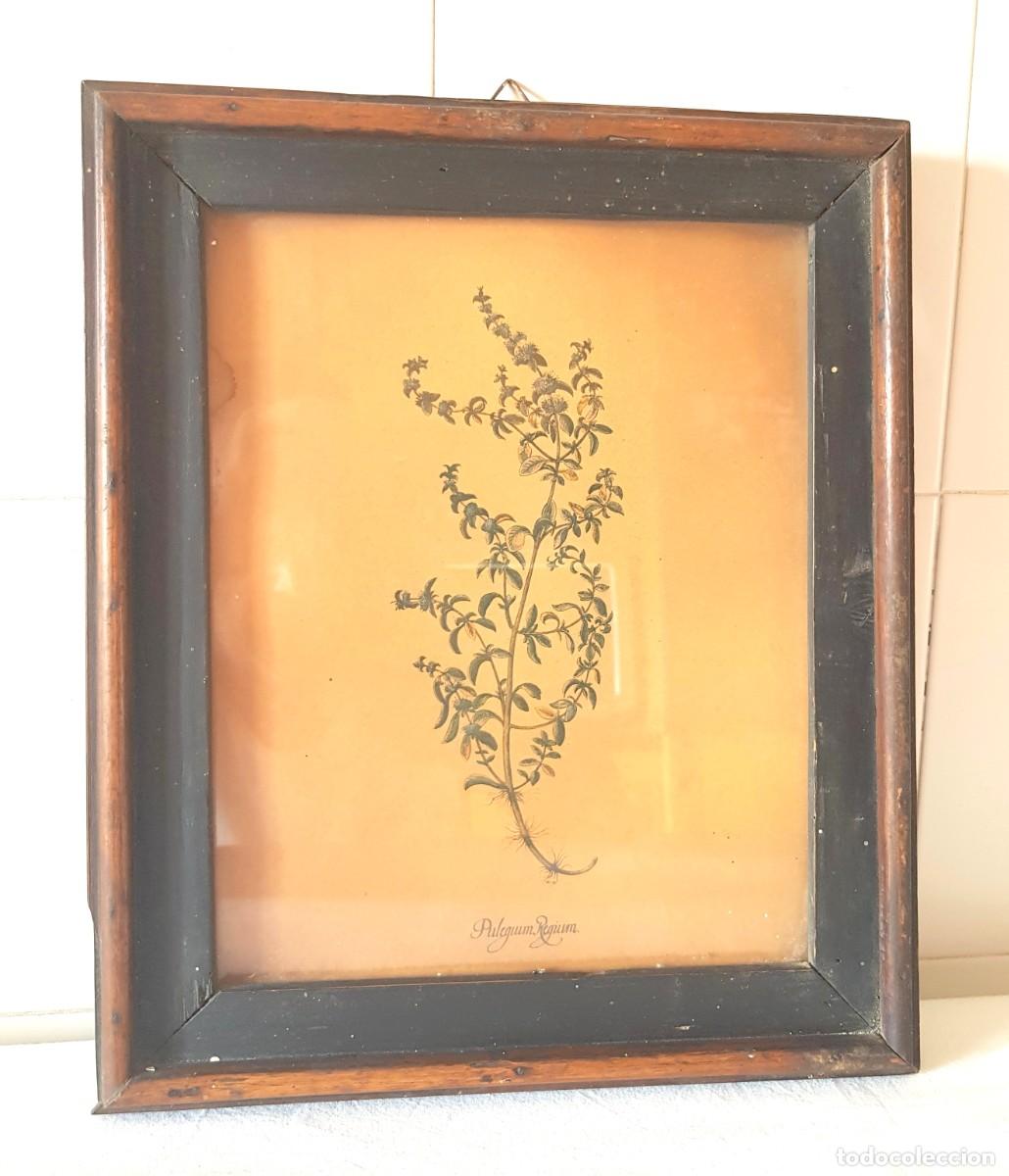 Antig&uuml;edades: Impresi&oacute;n bot&aacute;nica antigua enmarcada Decoraci&oacute;n vintage del siglo XX - Pulegium regium